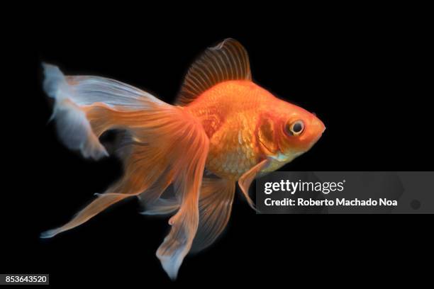 Beautiful goldfish in an aquarium tank with a black background. The goldfish is a freshwater fish in the family Cyprinidae. It is one of the most...