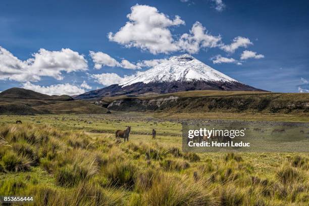 cotopaxi volcano and wild horses - ecuador cotopaxi stock pictures, royalty-free photos & images