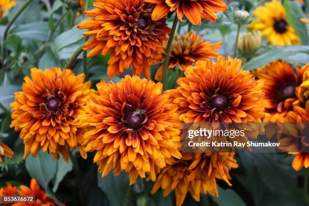 Fall Rudbeckia Rudbeckias Photos and Premium High Res Pictures - Getty Images