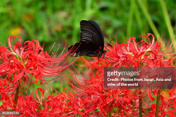 Spider Lily/Autumn Equinox Flower and Butterfly
