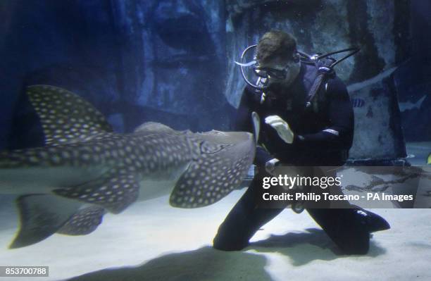 Shark Trust patron and wildlife TV presenter Steve Backshall swimming with sharks to launch the Shark Trust No Limits? campaign at SEA LIFE London...