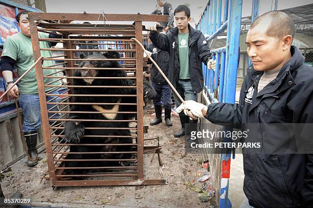 Workers prepare to move a moon bear from a truck after being rescued from a bear bile farm in Chengdu on February 6, 2009. One by one, 13 sick and...