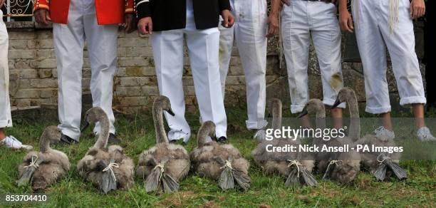 Cygnets sit with their feet tied during Swan Upping, the annual census of the swan population on the River Thames.