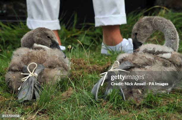 Cygnets sit with their feet tied during Swan Upping, the annual census of the swan population on the River Thames.