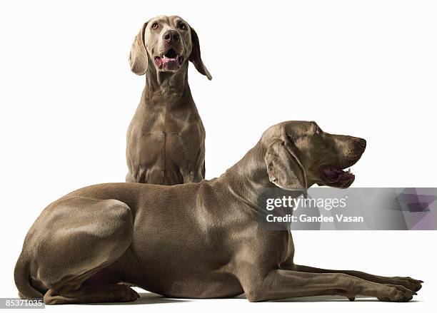 two weimerarner retrievers  - gandee stockfoto's en -beelden