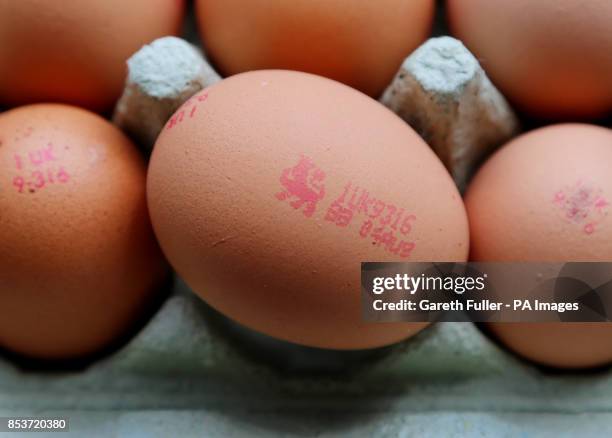 The British Lion Quality Mark on an egg.