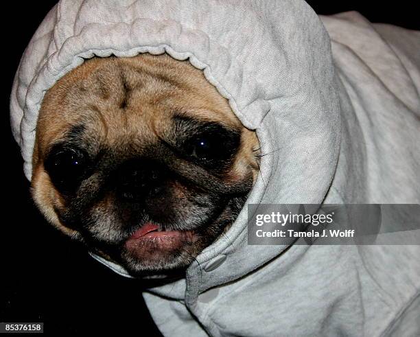 pug sporting a hooded sweatshirt - wolff stock pictures, royalty-free photos & images