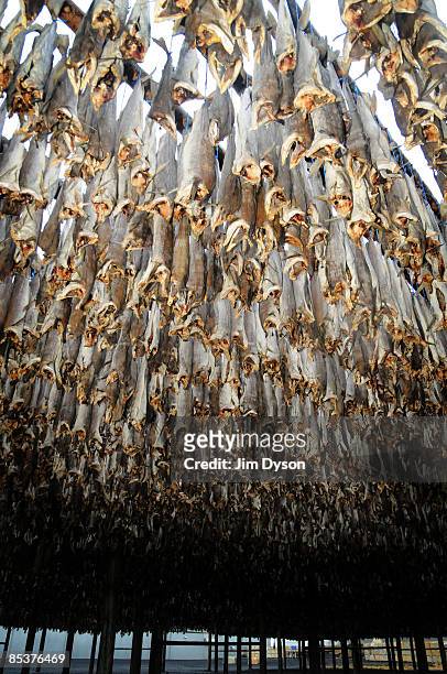 Thousands of fish are hung to be smoked and dried in the region of the Reykjanes Peninsula on February 19, 2009 in the south west of Iceland. A...