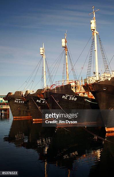 Fleet of fishing boats are moored at Reykjavik harbour on October 21, 2004 in Reykjavik, Iceland. A country of glacial and volcanic geology, with a...