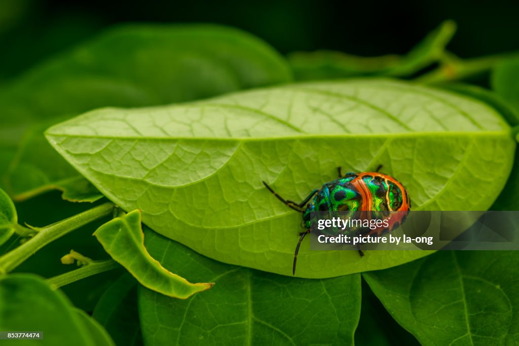 Red Jewel Beetle
