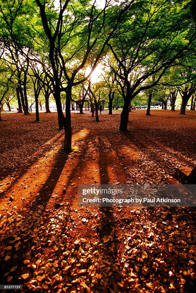 Sundown in Yoyogi Park