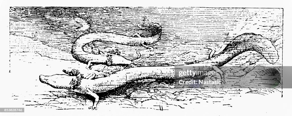 The olm or proteus (Proteus anguinus)