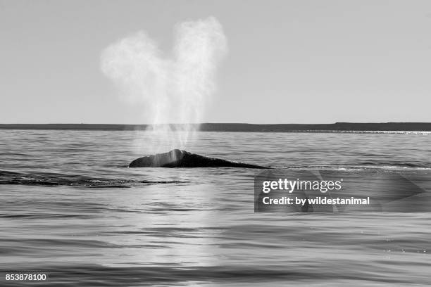 typical "v" shaped blow of a southern right whale, valdes peninsula, argentina. - right whale stock pictures, royalty-free photos & images