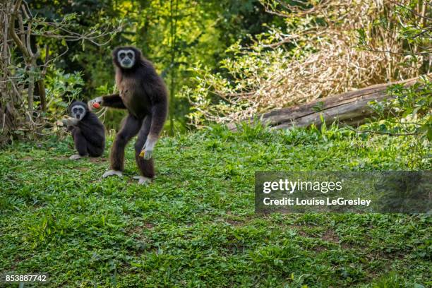 two adult white-handed gibbons at feeding time - gibbon stock pictures, royalty-free photos & images