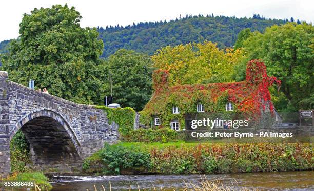 General view of Tu Hwnt ir Bont in Llanrwst, the cafe's roof is covered in Virginia creeper which has started to change from green to red, as the...