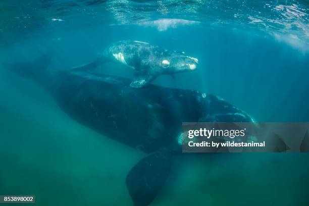 southern right whale mother and her calf in shallow water, nuevo gulf, patagonia, argentina. - セミクジラ科 ストックフォトと画像