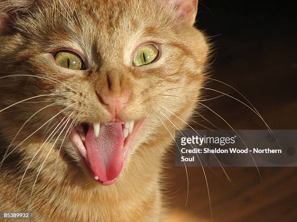 gene simmons of the cat world - cat sticking out tongue stock pictures, royalty-free photos & images