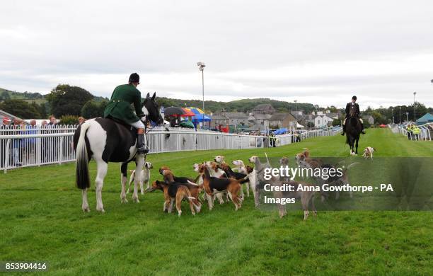 Hounds from the Vale of Lune hunt parade on the track at Cartmel Racecourse, Cartmel, Cumbria.