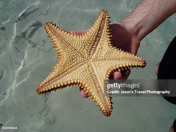 starfish - the cayes stock pictures, royalty-free photos & images