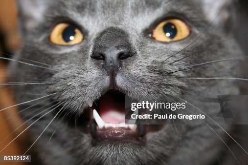 Scary Cat Scary Cat