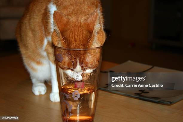 orange cat drinks water out of glass - cat drinking water stock pictures, royalty-free photos & images