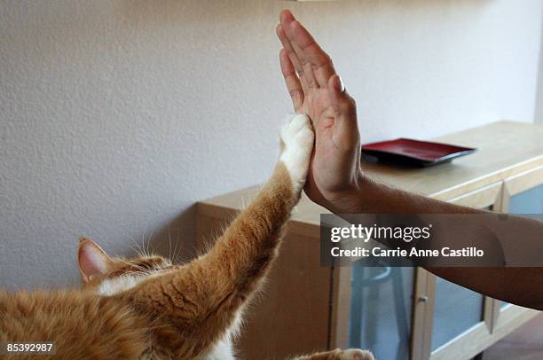 cat appears to give person a high five - cat hand stock-fotos und bilder
