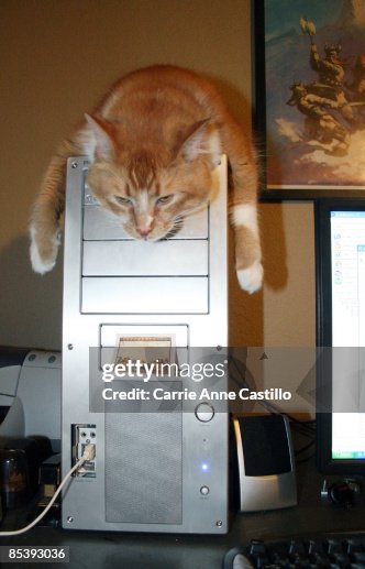 Cat lying on computer Cat lying on computer