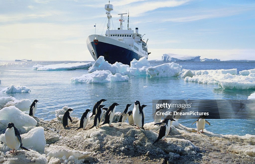 Group of penguins on beach, ship in background