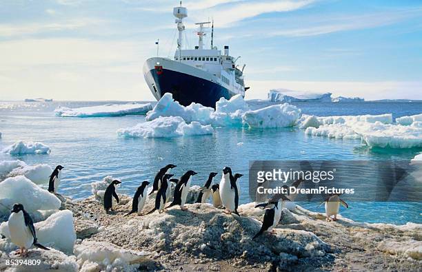 group of penguins on beach, ship in background - antarctica penguins stock pictures, royalty-free photos & images