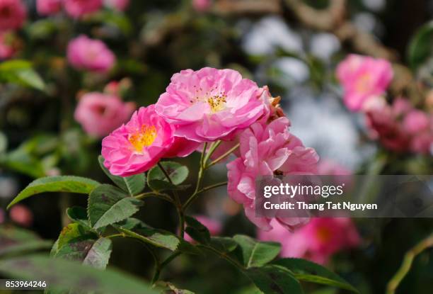 wild rose in sunlight - wild prairie rose stock pictures, royalty-free photos & images