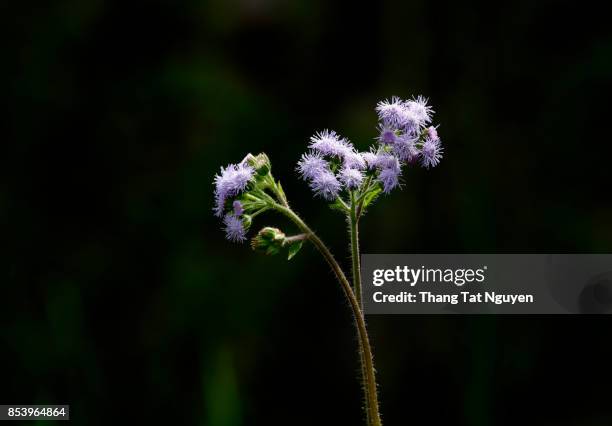 ageratum conyzoides in black background - bee nguyen stock pictures, royalty-free photos & images