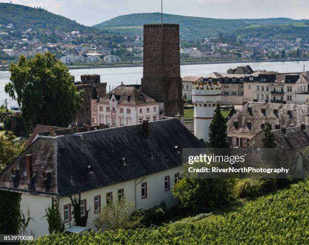 rüdesheim, rheingau - weinreben stock pictures, royalty-free photos & images