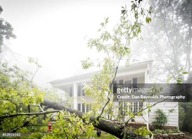 fallen tree in front of house - flood cleanup stock pictures, royalty-free photos & images