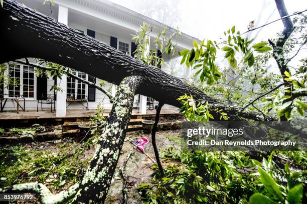 fallen tree after storm - baumstamm am boden stock-fotos und bilder