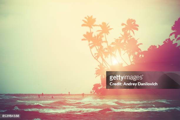 kokospalmen en indische oceaan - goud strand stockfoto's en -beelden