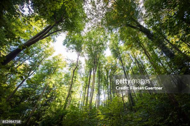 Deciduous forest is pictured on September 22, 2017 in Goerlitz, Germany.