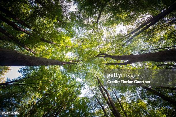 Deciduous forest is pictured on September 22, 2017 in Goerlitz, Germany.