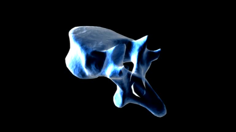 Thoracic Rotation Animation Thoracic Vertebra Videos and HD Footage - Getty Images