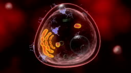 Animation Of A Human Cell Rotating 360 Degrees The Cell Anatomy Is Visible High-Res Stock Video Footage - Getty Images Animation Of A Human Cell Rotating 360 Degrees The Cell Anatomy Is Visible High-Res Stock Video Footage - Getty Images