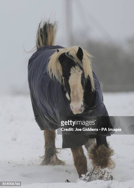 Horse frolics in the snow in a field at Houghton-on-the-Hill, Leicester, as the first wave of snow will hit most of the country and some eastern...
