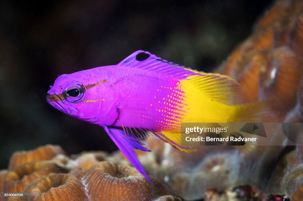 Fairy flag basslet
