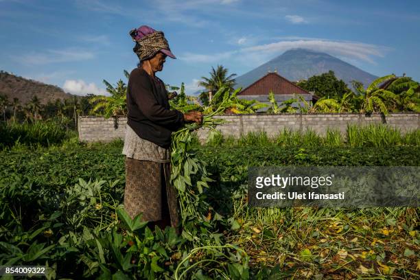 Farmer works in her field as mount Agung is seen in the background on September 26, 2017 in Karangasem regency, Island of Bali, Indonesia. Indonesian...
