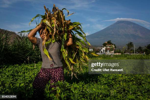 Farmer works in her field as mount Agung is seen in the background on September 26, 2017 in Karangasem regency, Island of Bali, Indonesia. Indonesian...