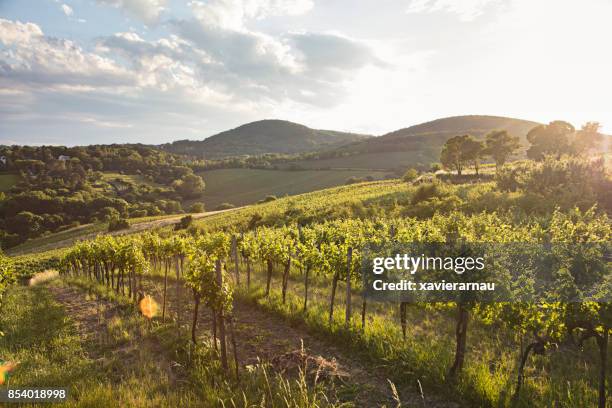 weinberge bei sonnenuntergang in wien, österreich - vienna austria stock-fotos und bilder