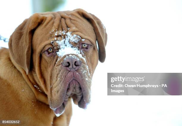 Buster the Dogue De Bordeaux with snow on his face in Herrington Country park near Sunderland today as the cold snap continues to hit the UK.