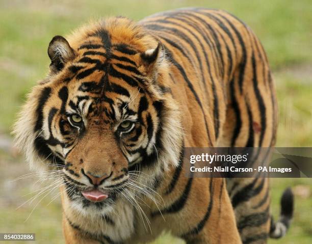 Ussuri, a two-year-old male Siberian tiger, which are also known as Amur tigers, unveiled today as the latest addition to Dublin Zoo's big cat...