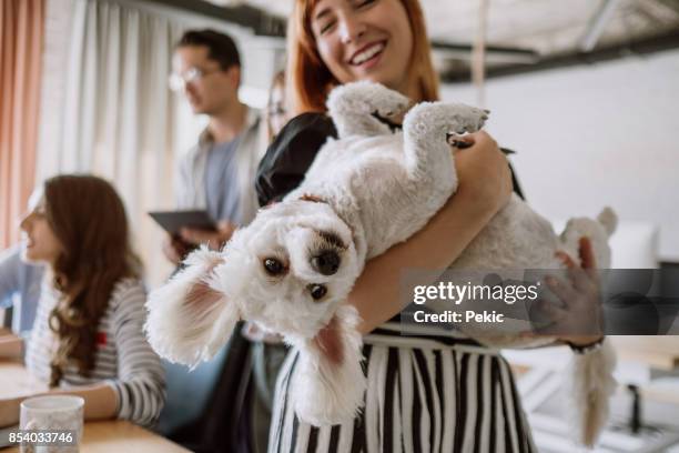 huisdier vriendelijke werkruimte - animal teamwork stockfoto's en -beelden