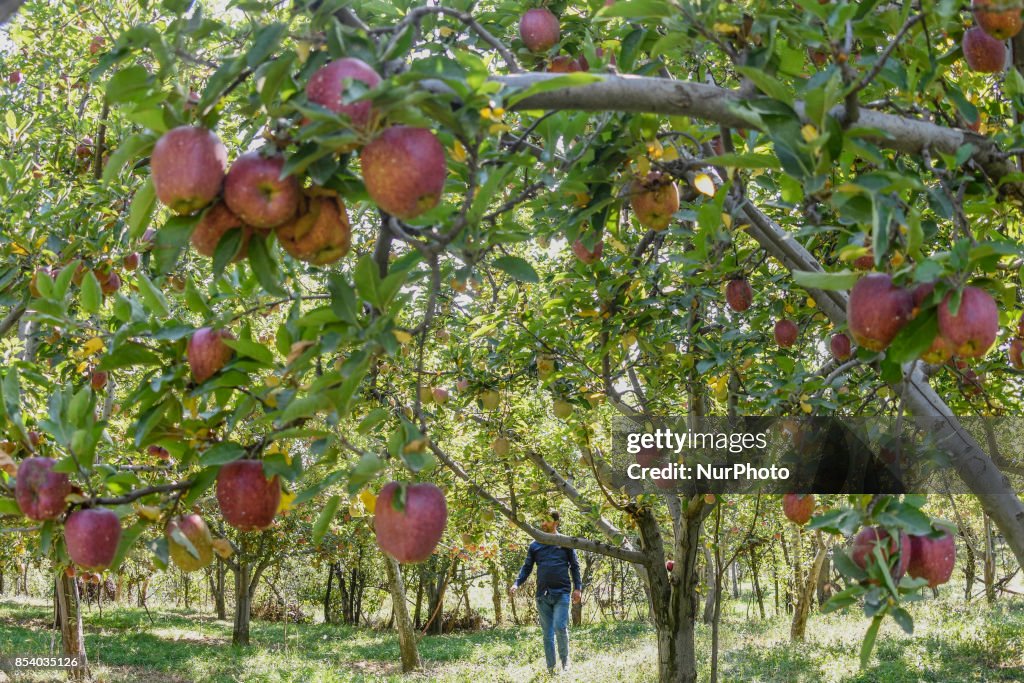 Kashmiri Apple Crop In Demand In Asian Markets