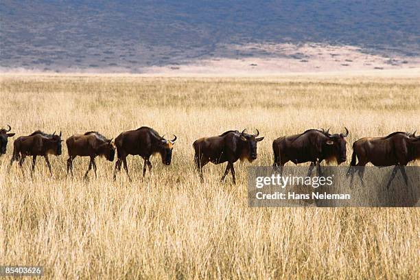 blue wildebeest in a line - bosveld van zuidelijk afrika stockfoto's en -beelden