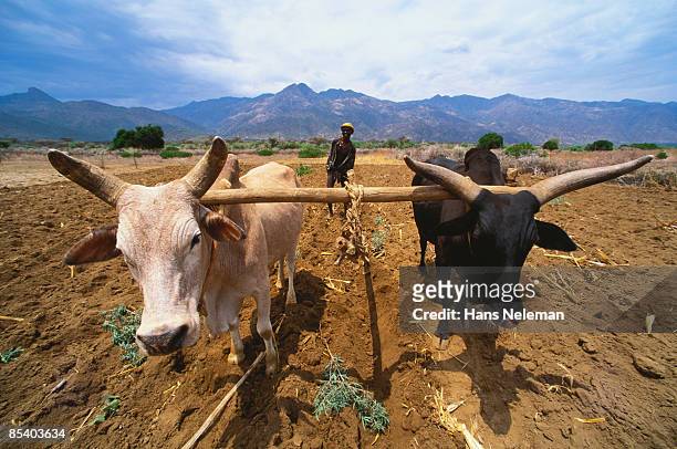 view of traditional farmer with cattle - ethiopia bildbanksfoton och bilder